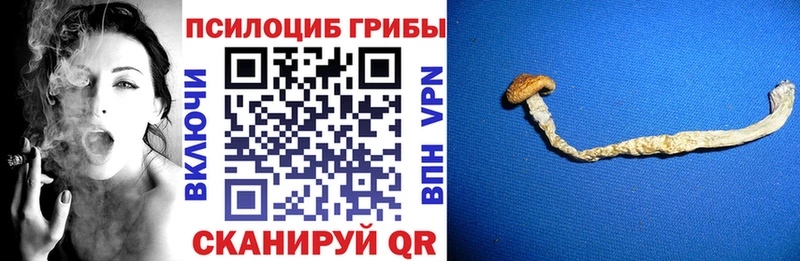 Галлюциногенные грибы Psilocybe  Ростов 